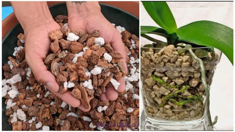 What Type Of Soil Is Best For Dendrobium Orchids Expert Guide