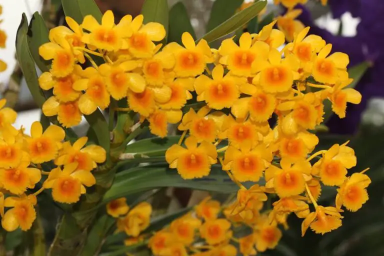 Types Of Dendrobium Orchids With Pictures And Names