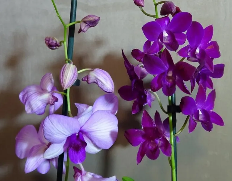 Types Of Dendrobium Orchids With Pictures And Names