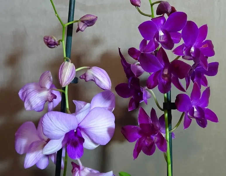 Types Of Dendrobium Orchids With Pictures And Names 8685