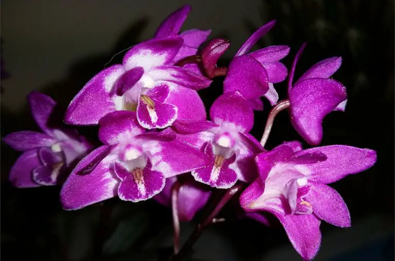 Dendrobium Kingianum Orchids Habitat Growth Care Guide 9300