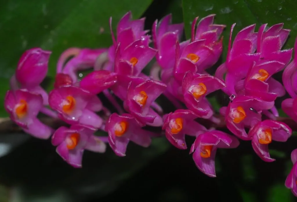 How to Care for Dormant Dendrobium Orchids