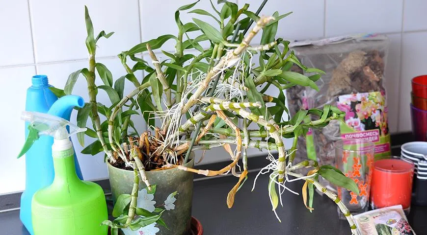 How to Water Dendrobium Orchids