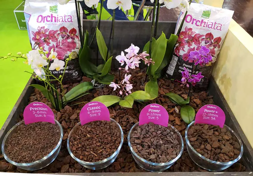 What type of soil is best for dendrobium orchids? Expert Guide