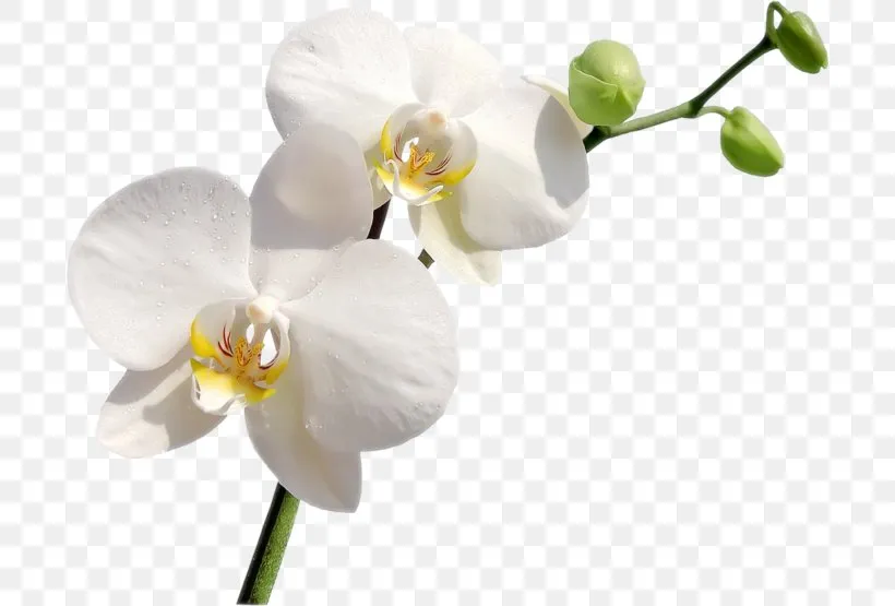 White Orchids Meaning 