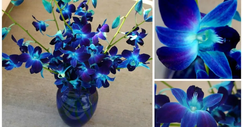 are blue dendrobium orchids natural?