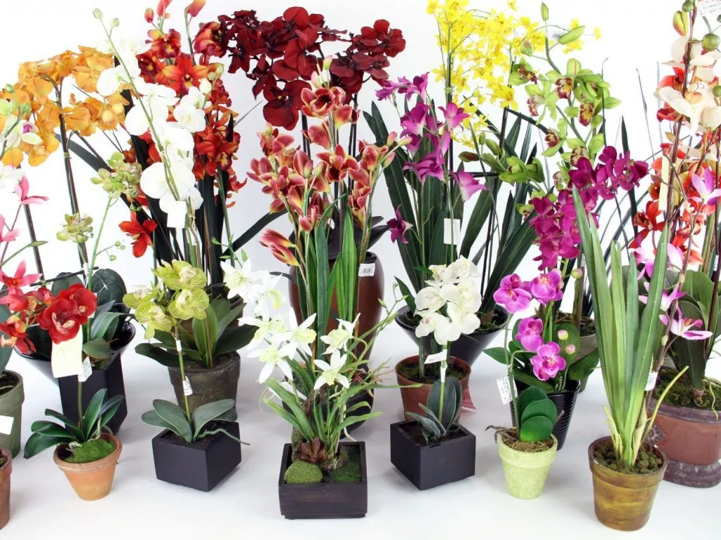 best pots for dendrobium orchids: Types and Selec