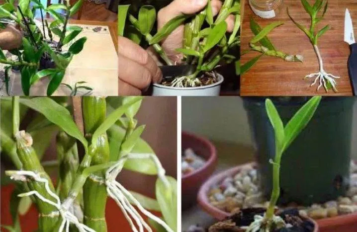 How To Grow Dendrobium Orchids? Best Methods, Care Tips 2023