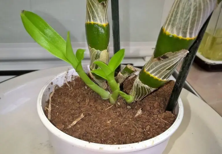 How To Plant Dendrobium Orchids? Best Repotting Guide