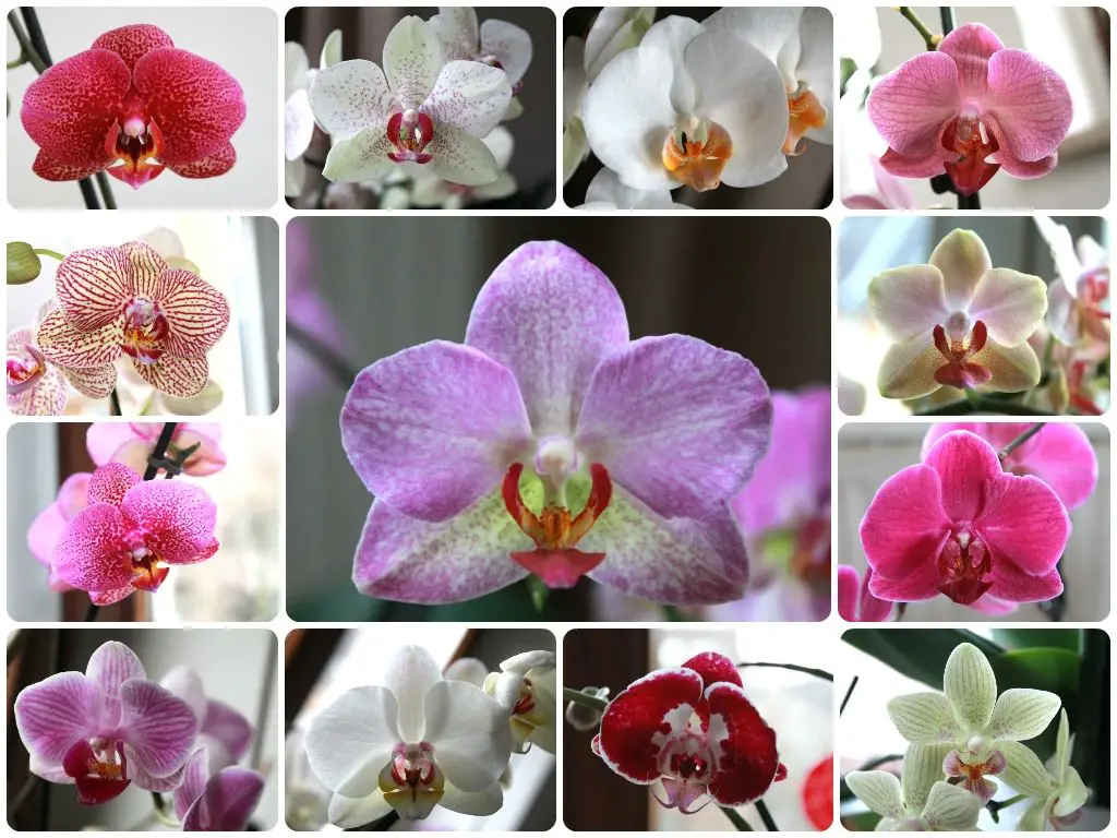 orchids symbolize: what is the meaning of orchids by color